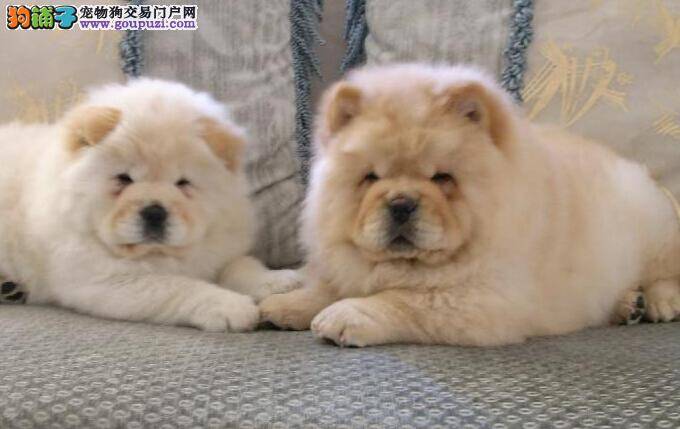 饲养小常识之喂养松狮犬期间会遇到哪些问题