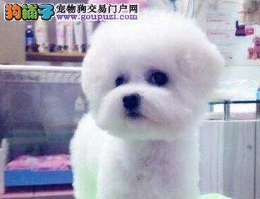 选择玩赏比熊犬幼犬的内容和方法