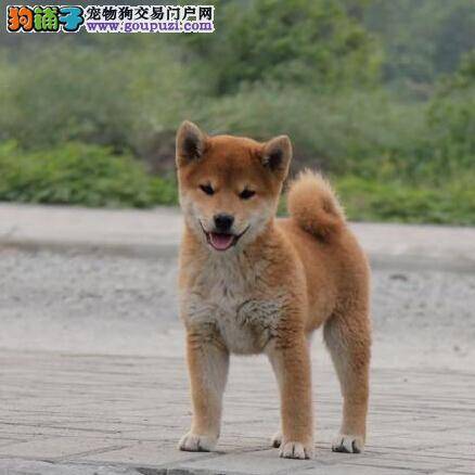 能量平衡的重要性 喂养壮年的柴犬需要注意的事情