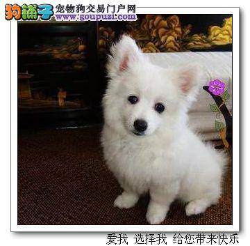 银狐犬四肢僵硬抽搐是中毒了吗