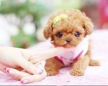 茶杯犬呼吸声大，打喷嚏是什么毛病