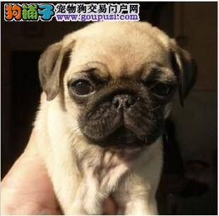 如何读懂巴哥犬不同的表情