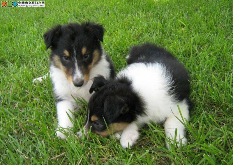 苏格兰牧羊犬被车撞了不吃东西没事吧