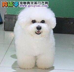 比熊犬吃完东西就吐了而且带血是什么情况