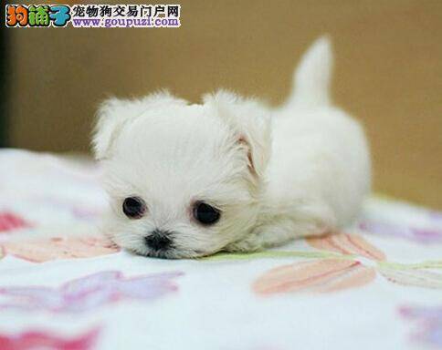 脱落犬毛巧处理 茶杯犬掉毛之后怎么办