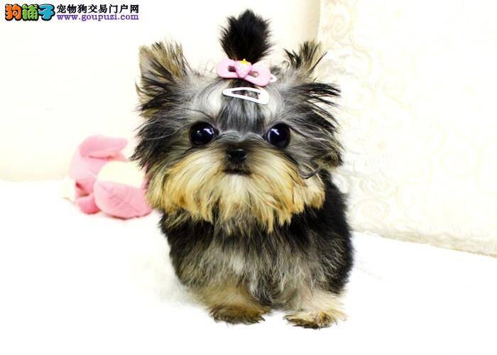 我家约克夏只尿尿不拉便便 如何是好