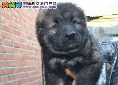 选择高加索犬前必须要知道狗狗是否好养