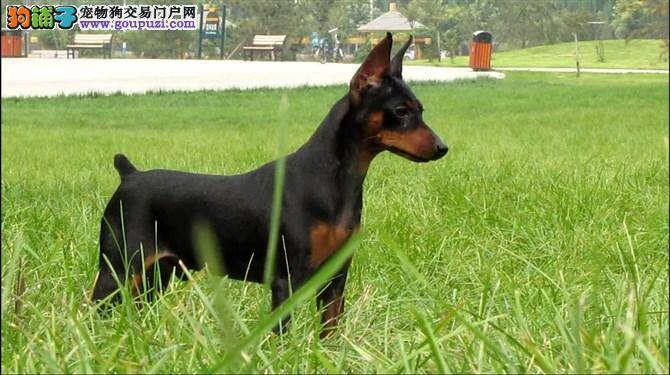 杜宾犬感冒咳嗽一直不好吃什么药治疗