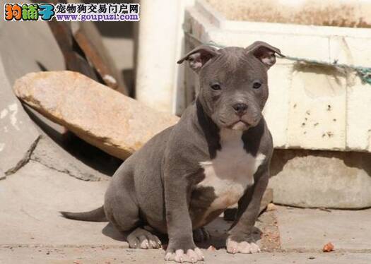 比特犬大便里有粘液是什么情况