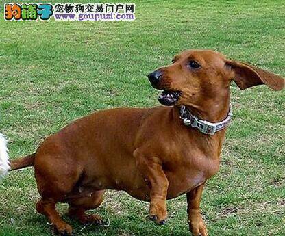 初步掌握选购腊肠犬的注意要点和标准要求