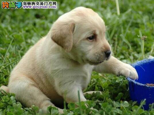 拉布拉多犬可以吃过咸的食物吗