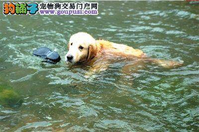 恶犬市区内连连伤人，警民联手猎犬