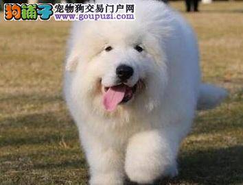 大白熊犬在购买的时候可以遵循哪些方法