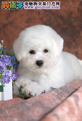 证明比熊犬是优秀狗狗的特征有哪些