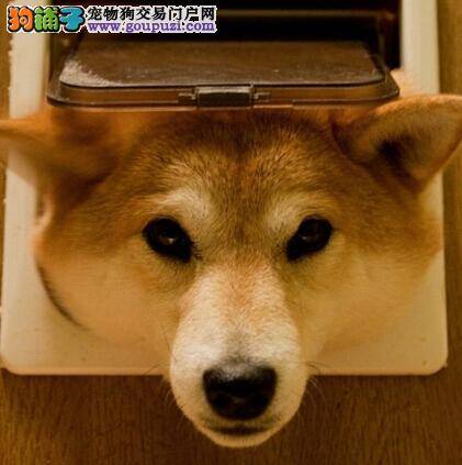 查明肥胖原因 帮助柴犬瘦成一道闪电