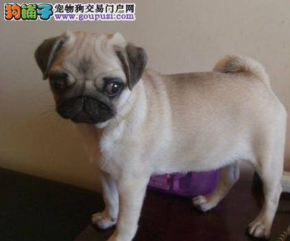 选购巴哥犬前需要了解它的性格与寿命