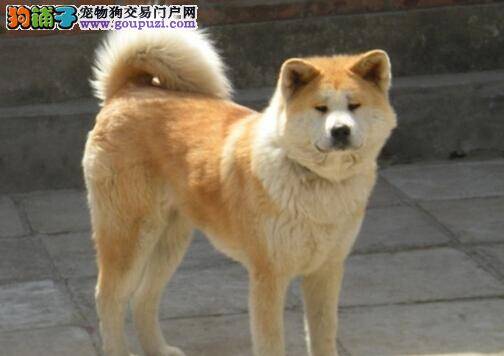 营养医生给绝招 秋田犬出现挑食的三大原因