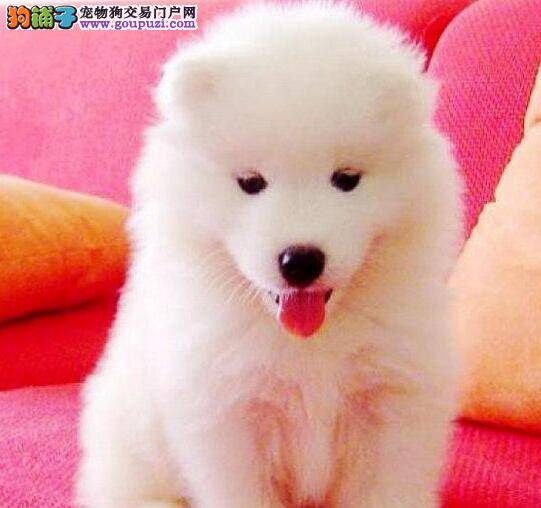 八点帮助你买到最合适的萨摩耶幼犬