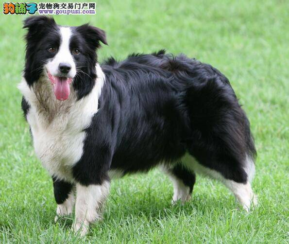 分析说明边境牧羊犬的几个优点