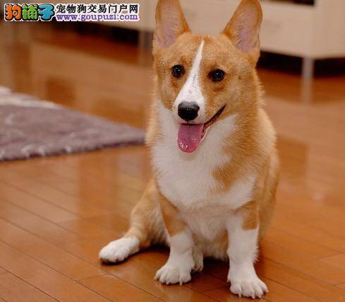 柯基犬的眼睛内有很多血丝 急问