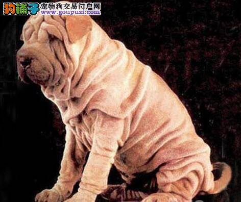 沙皮狗感冒的状态和特点介绍