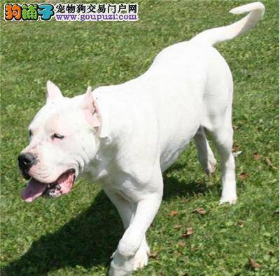 杜高犬抽搐呼吸急促怎样缓解