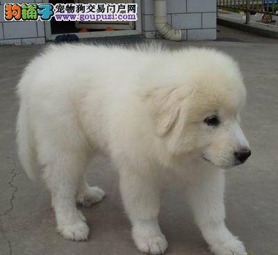 了解大白熊犬，让它成为你的朋友