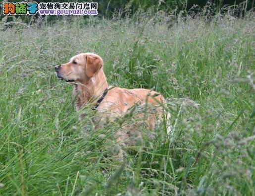 挑选高品质金毛犬如何检查它的健康状况