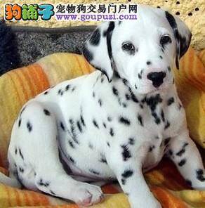 斑点狗拉稀不止会不会死掉
