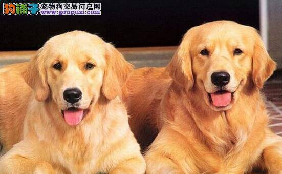 我家金毛犬患上细小，又拉又吐如何是好