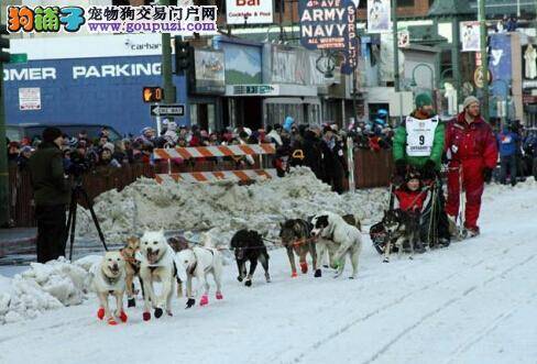 失明狗狗帮助主人拉雪橇成功抵达终点