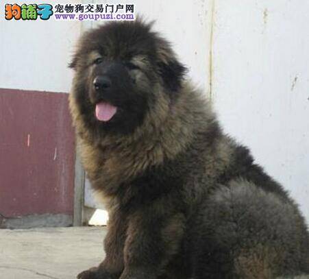 挑选猛犬高加索应该特别注意的六点