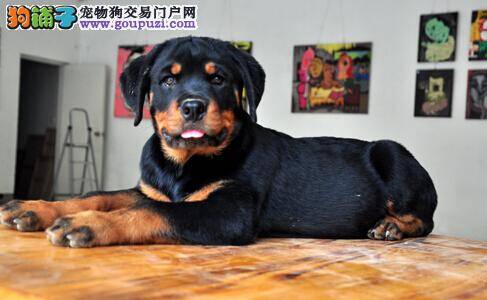 罗威纳犬突然站不起来了是怎么了