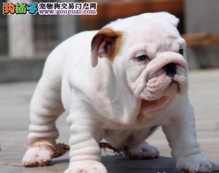 斗牛犬最近流鼻涕，而且越来越瘦是怎么了