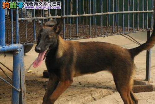 狗爸狗妈须知 马犬不让梳理毛发怎么办