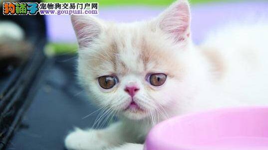 蠢萌的加菲猫三兄妹是天使也是小恶魔