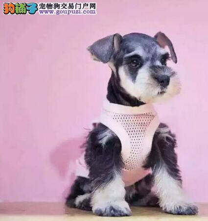 两个月的雪纳瑞有点便秘该怎么办