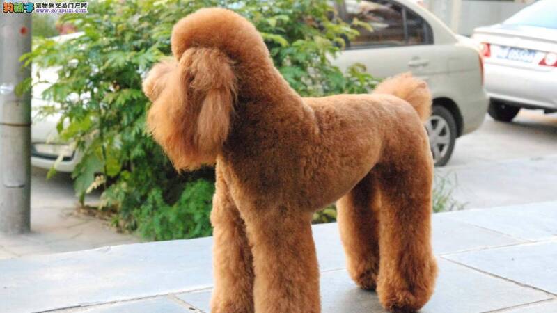 贵宾犬感冒了不知道怎么办？