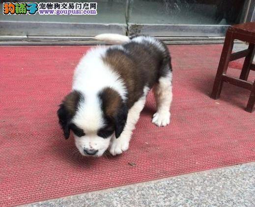 圣伯纳犬不爱吃东西是怎么回事