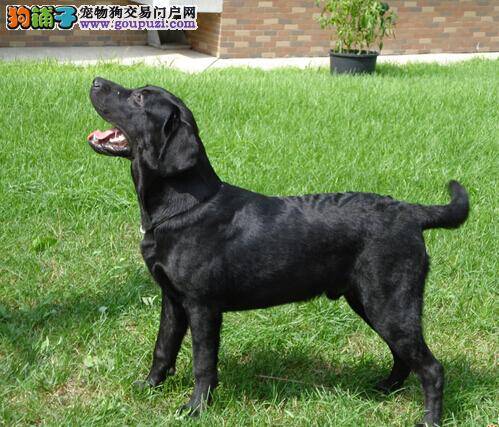如何保证拉布拉多犬身上的毛发更健康、更有魅力