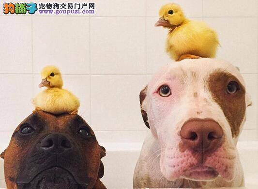 搜救犬变身超级奶爸照顾两只小鸭子