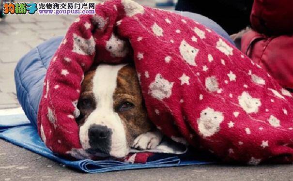 英国街头无业游民在寒风中温暖爱犬