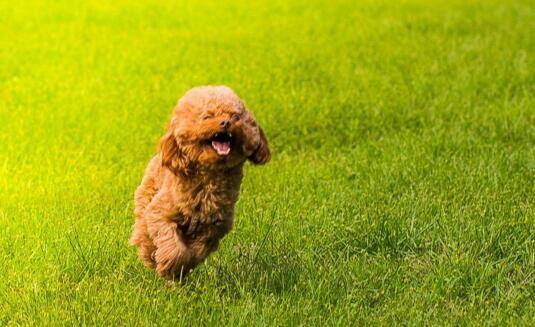 铲屎官在带泰迪犬出门运动时，有什么需要注意的呢