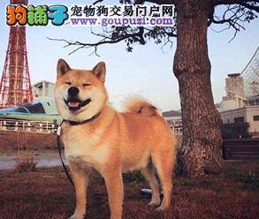 柴犬性格特征及疾病须知