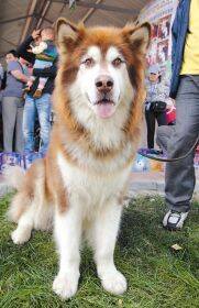上海将修订养犬条例更加注重规范养犬人行为