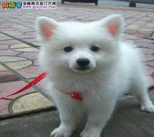 银狐犬最近拉果冻状的便便是怎么回事