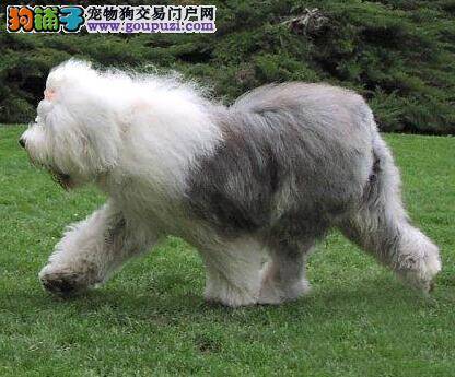 古代牧羊犬的整体特征与被毛特点