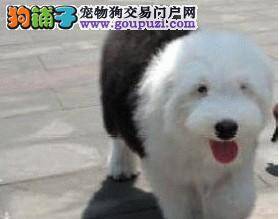 我家古代牧羊犬为什么会半夜拉肚子呕吐