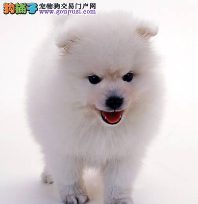 哪些营养食品对银狐犬的身体健康有益