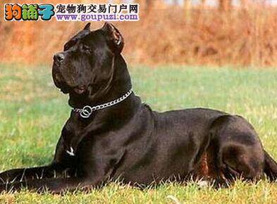 家庭护理大全 怎样解决卡斯罗犬吃药难的问题